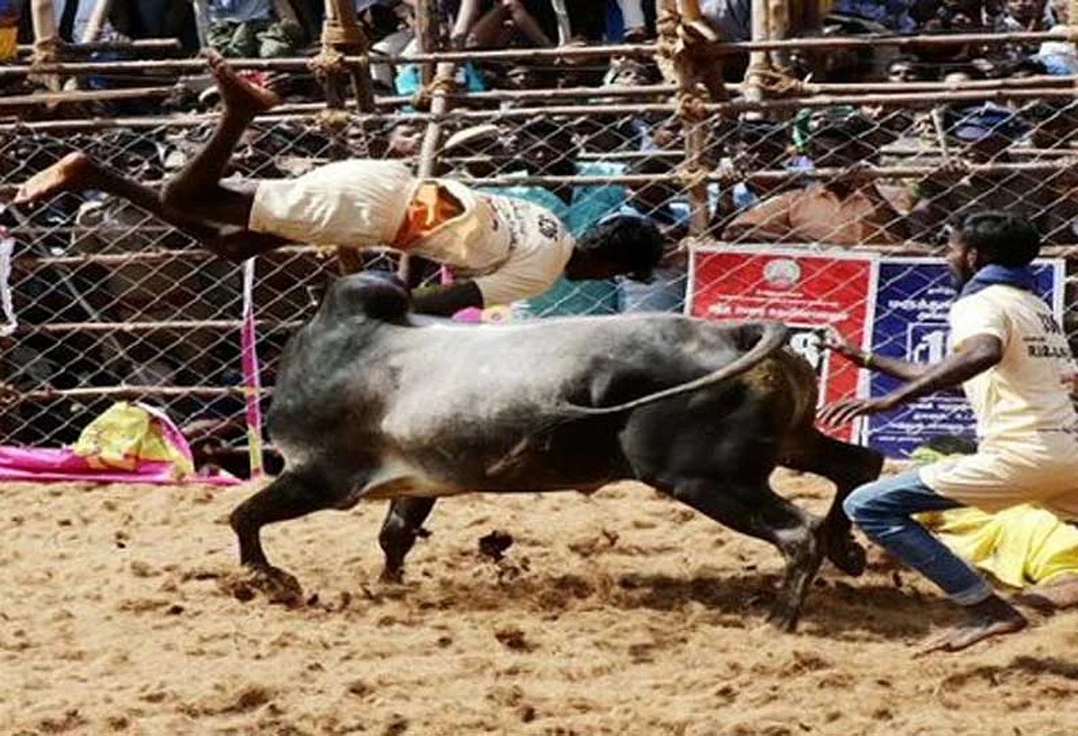 அலங்காநல்லூர் ஜல்லிக்கட்டு