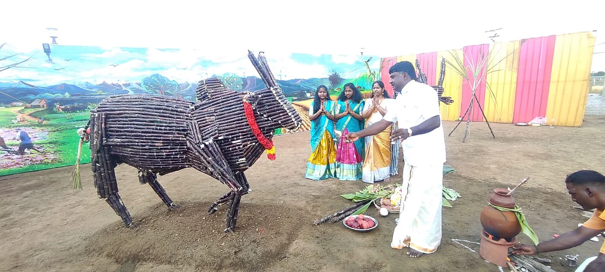 வைரலாகும் செங்கரும்புக் காளை