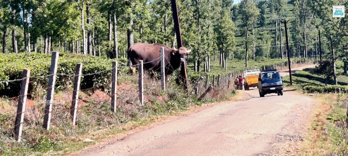 காட்டெருமைகளால் மனித உயிரிழப்பு: தடுக்க வனத் துறை முயற்சி