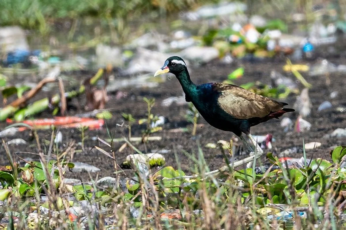 கோவை இருகூர் குளத்தில் பிளாஸ்டிக் கழிவுகளுக்கு மத்தியில் இரைதேடிய தாமரை இலைக்கோழி