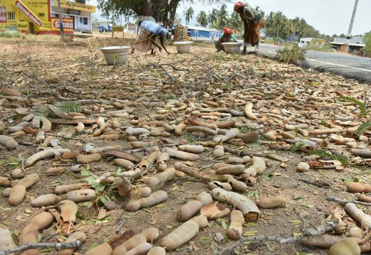 புளி விளைச்சல் அமோகம்: தொடங்கியது புளிச்சந்தை