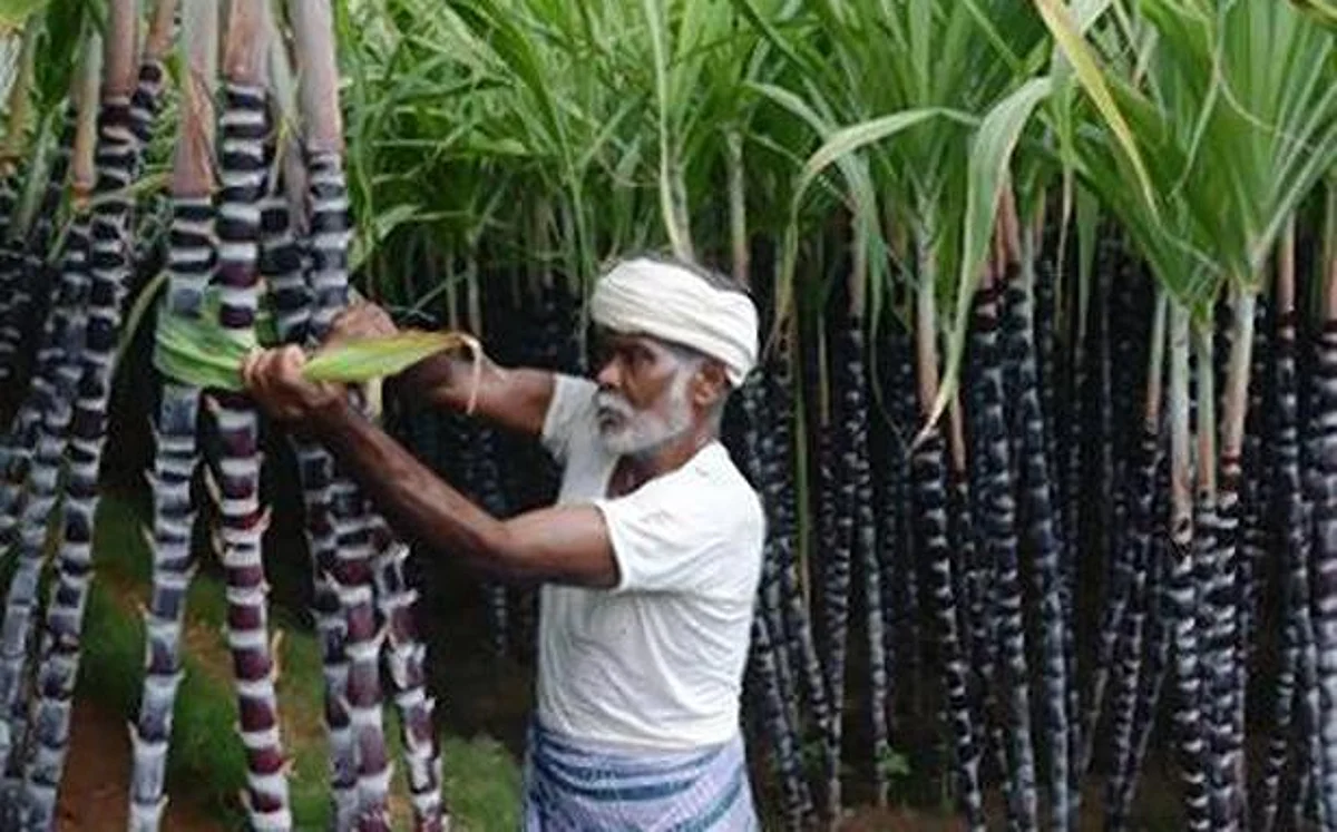 கரும்பு விவசாயிகளுக்கு சிறப்பு ஊக்கத்தொகை#TNBudget2022