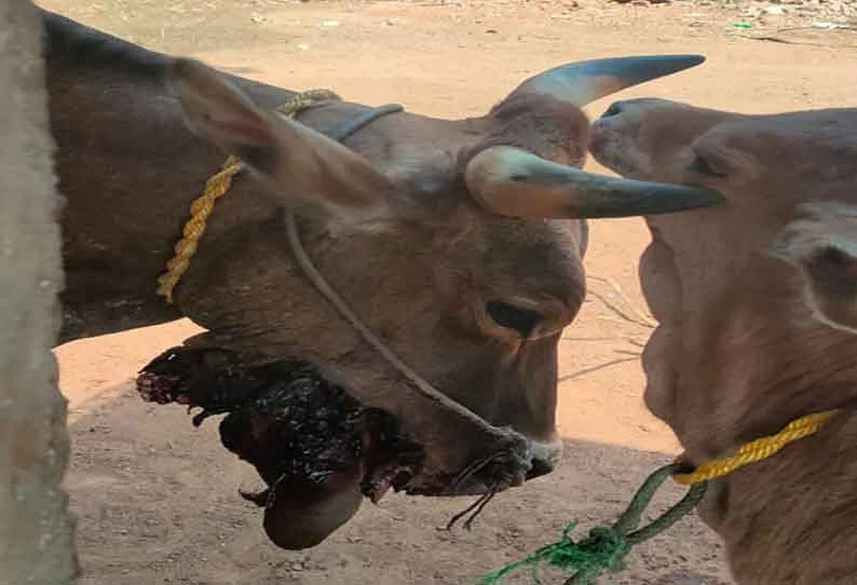 வெடிகுண்டை கடித்ததால், கீழ்த்தாடை சிதறி நிற்கும் தாயை, ஒன்றும் புரியாமல் பார்க்கும் பசுங்கன்று.