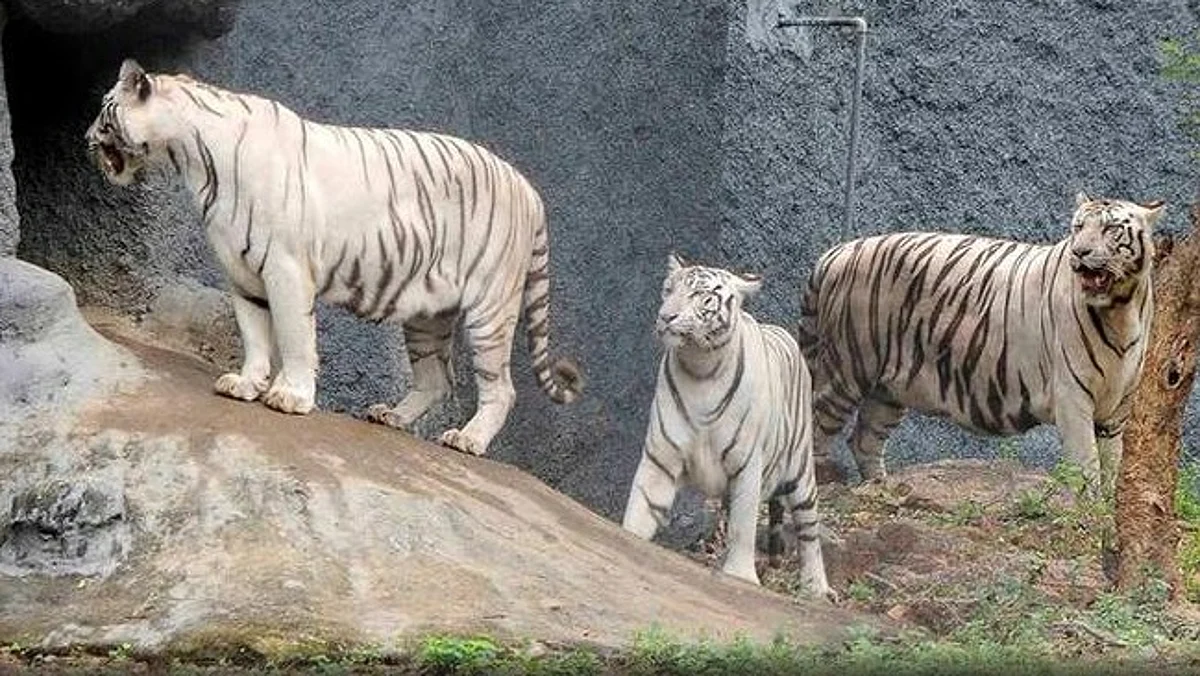வண்டலூர் பூங்காவுக்கு ரூ.6 கோடி சிறப்பு நிதி