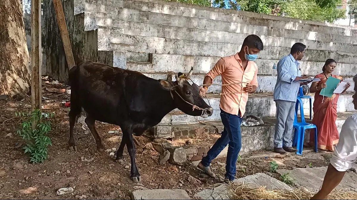 ஆடு, மாடு பிடிக்கணும்... சைக்கிள் ஓட்டணும்... இன்டர்வியூவுக்கு தயாராக வந்த பட்டதாரிகள்!