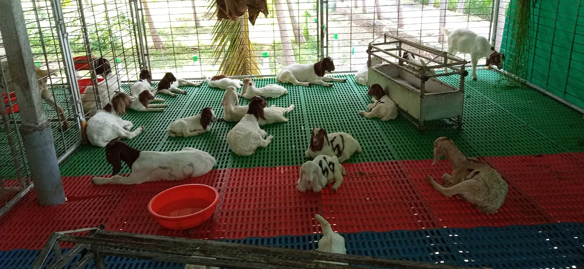 ஆடு வளர்ப்பு தொழிலில் அசத்தும் பி.டெக் பட்டதாரி இளைஞர்!
