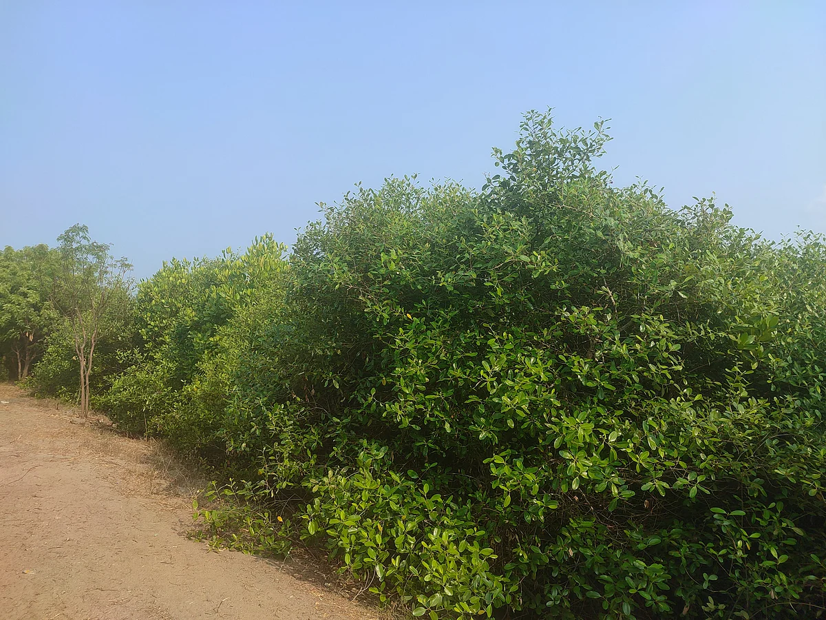 மணக்குடி அலையாத்தி மரம் வளர்ப்பில் சர்ச்சை