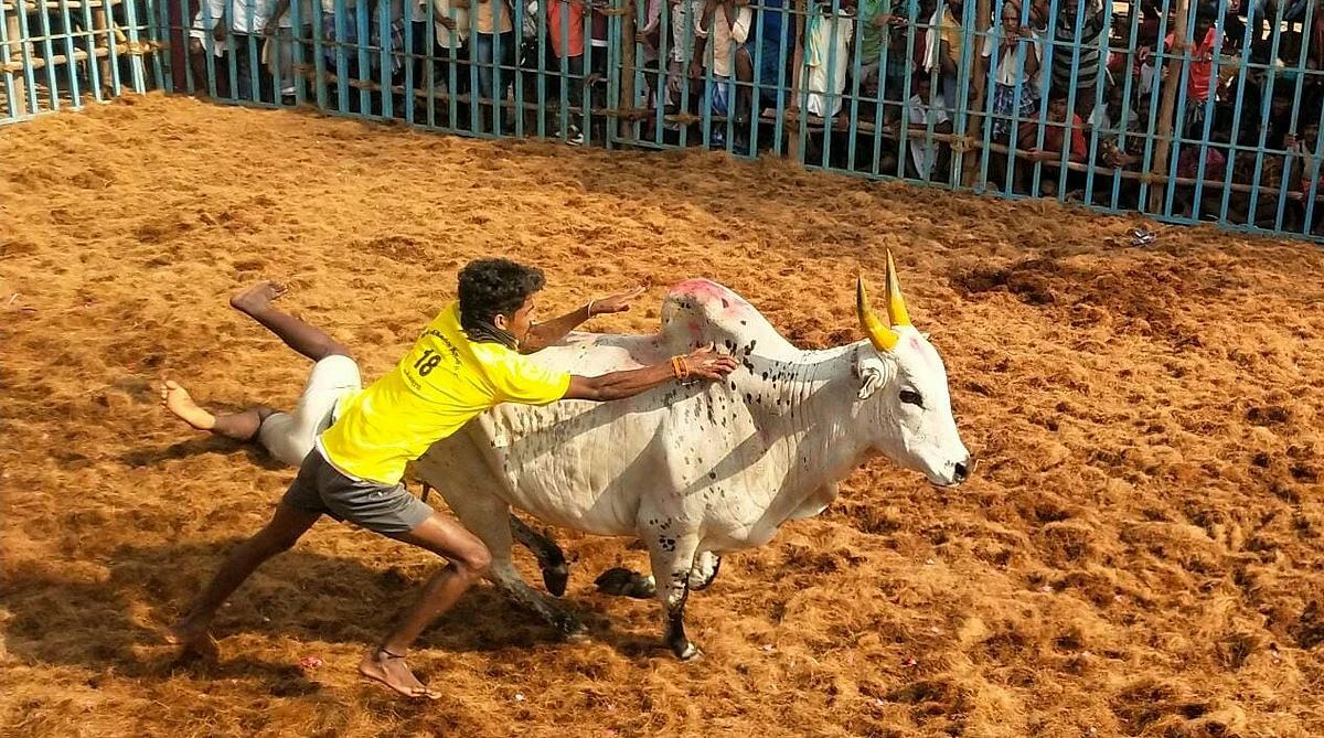 கொட்டும் மழையில் ஜல்லிக்கட்டு காளைகளை அடக்கிய காளையர்கள்
