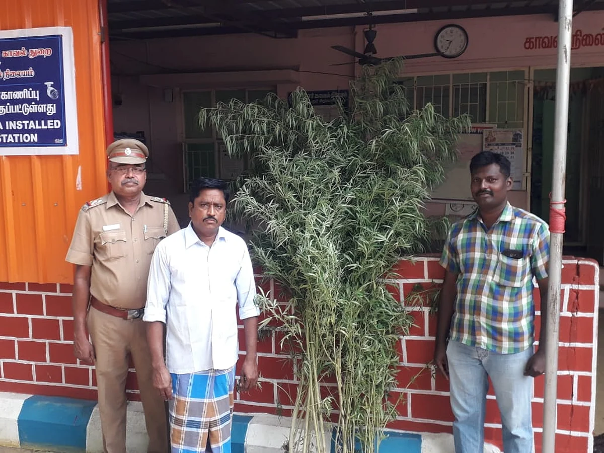 தீவனங்களுக்கு நடுவே கஞ்சா செடி வளர்ப்பு: போலீஸைப் பதற வைத்த விவசாயி!