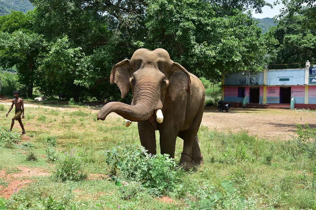 யானை