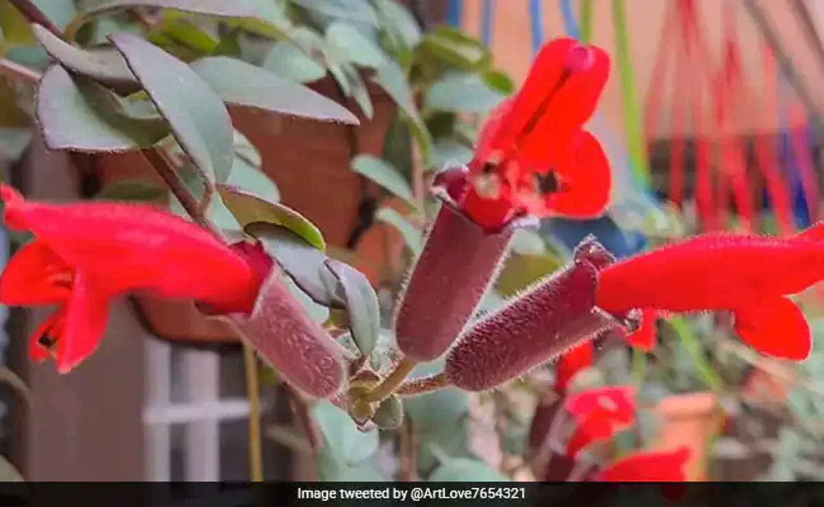 கண்ணைக் கவரும் ‘லிப்ஸ்டிக்’ செடி: 100 ஆண்டுகளுக்குப் பின்னர் மீண்டும் கண்டறிந்த இந்திய ஆய்வாளர்கள்!