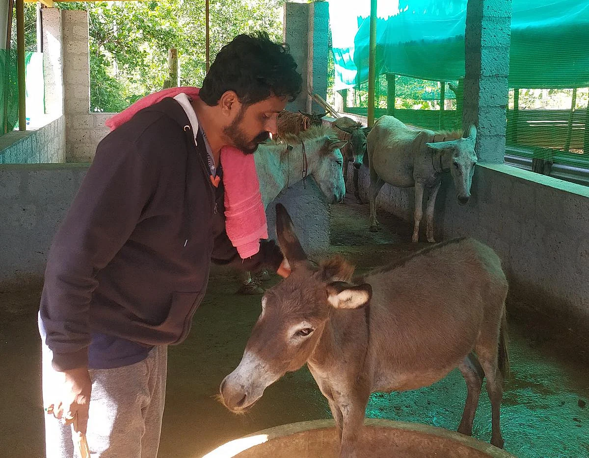 '1 லிட்டர் கழுதைப்பால் விலை 5,000: ஐடி வேலையை உதறிவிட்டு கழுதைப்பண்ணை நடத்தும் ஆச்சரிய மனிதன்!
