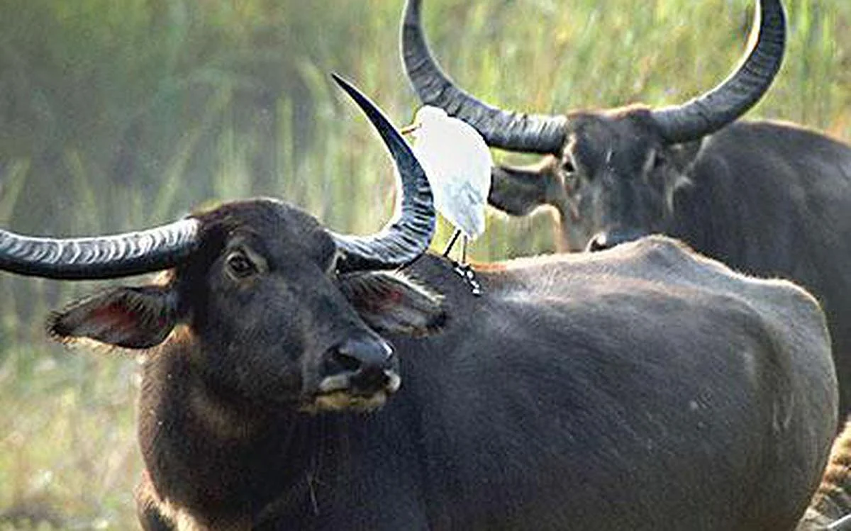 முன்னாள் எம்எல்ஏவின் பண்ணையில் இருந்து 10 எருமை மாடுகள் திருட்டு