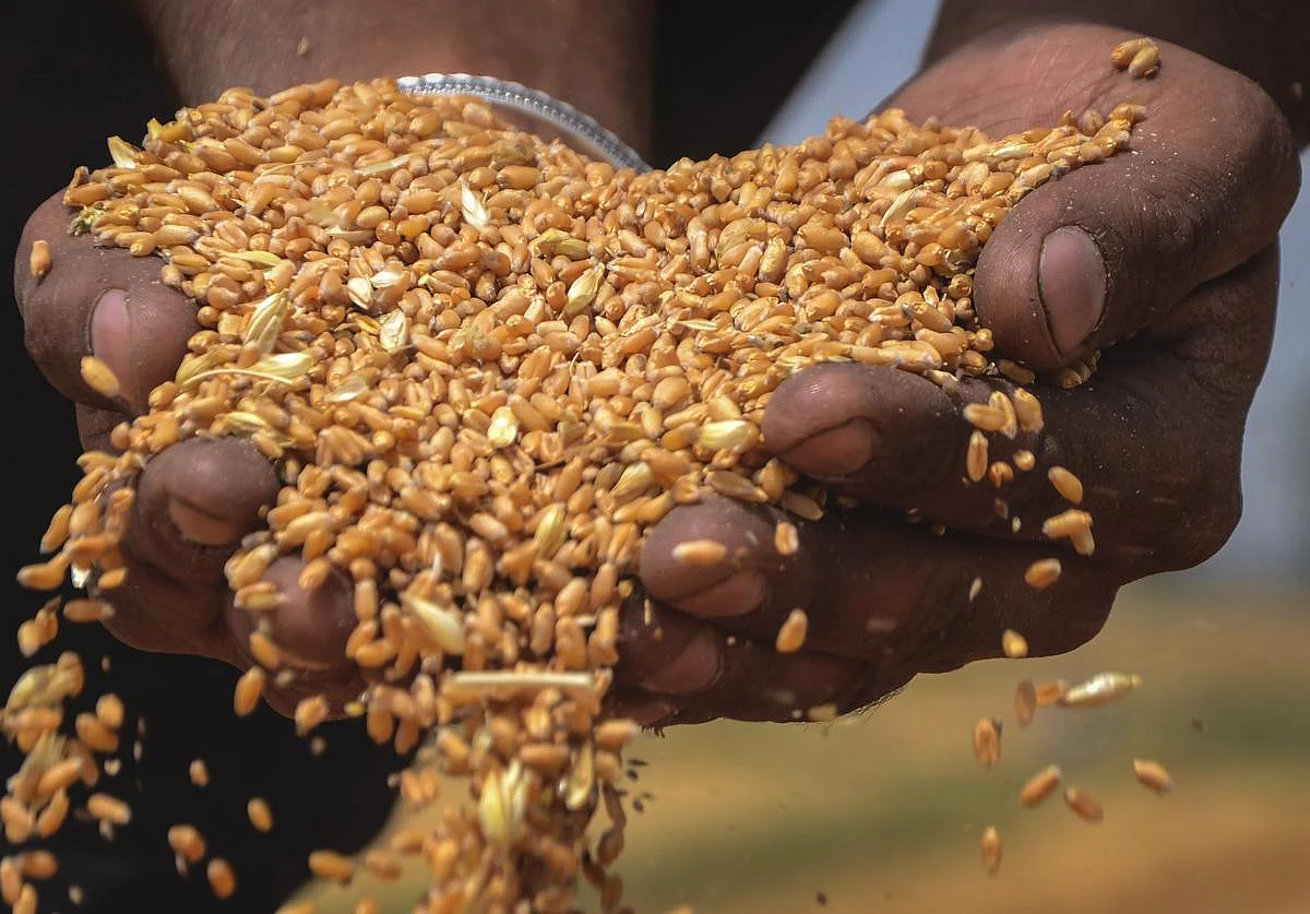 மத்தியத் தொகுப்பில் குறையும் கையிருப்பு: கோதுமை பற்றாக்குறை ஏற்படுமா?