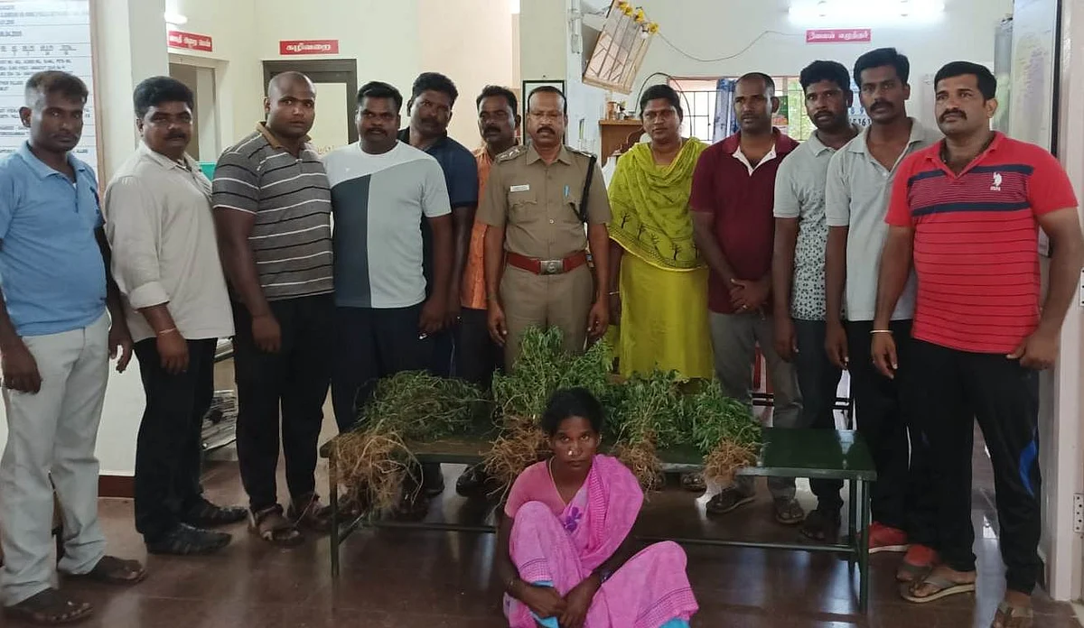 தோட்டத்தில் பயிரிடப்பட்ட கஞ்சா செடிகள்… தப்பியோடிய கணவர்: பலமடங்கு லாப ஆசையால் சிக்கிய மனைவி!