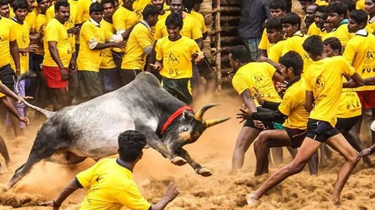அலங்காநல்லூர் ஜல்லிக்கட்டு