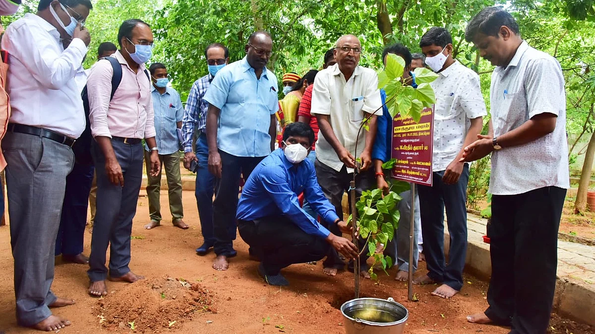 செந்தூரம் மரக்கன்று நடும் மாவட்ட ஆட்சியர் பிரதீப் குமார்