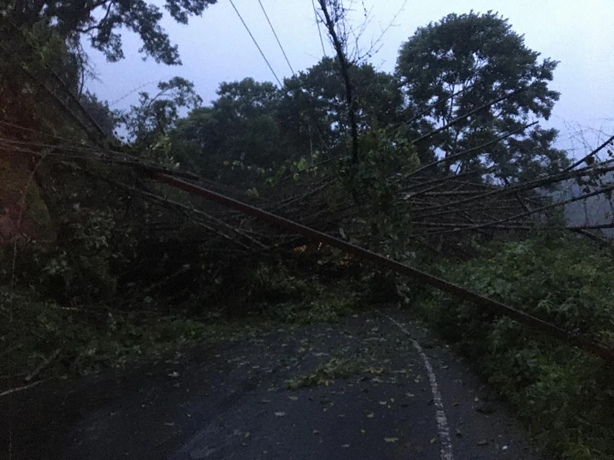 கொட்டி தீர்க்கும் கனமழை... சாலையில் விழுந்த ராட்சத மரங்கள்: ஸ்தம்பித்த நீலகிரி மாவட்டம்