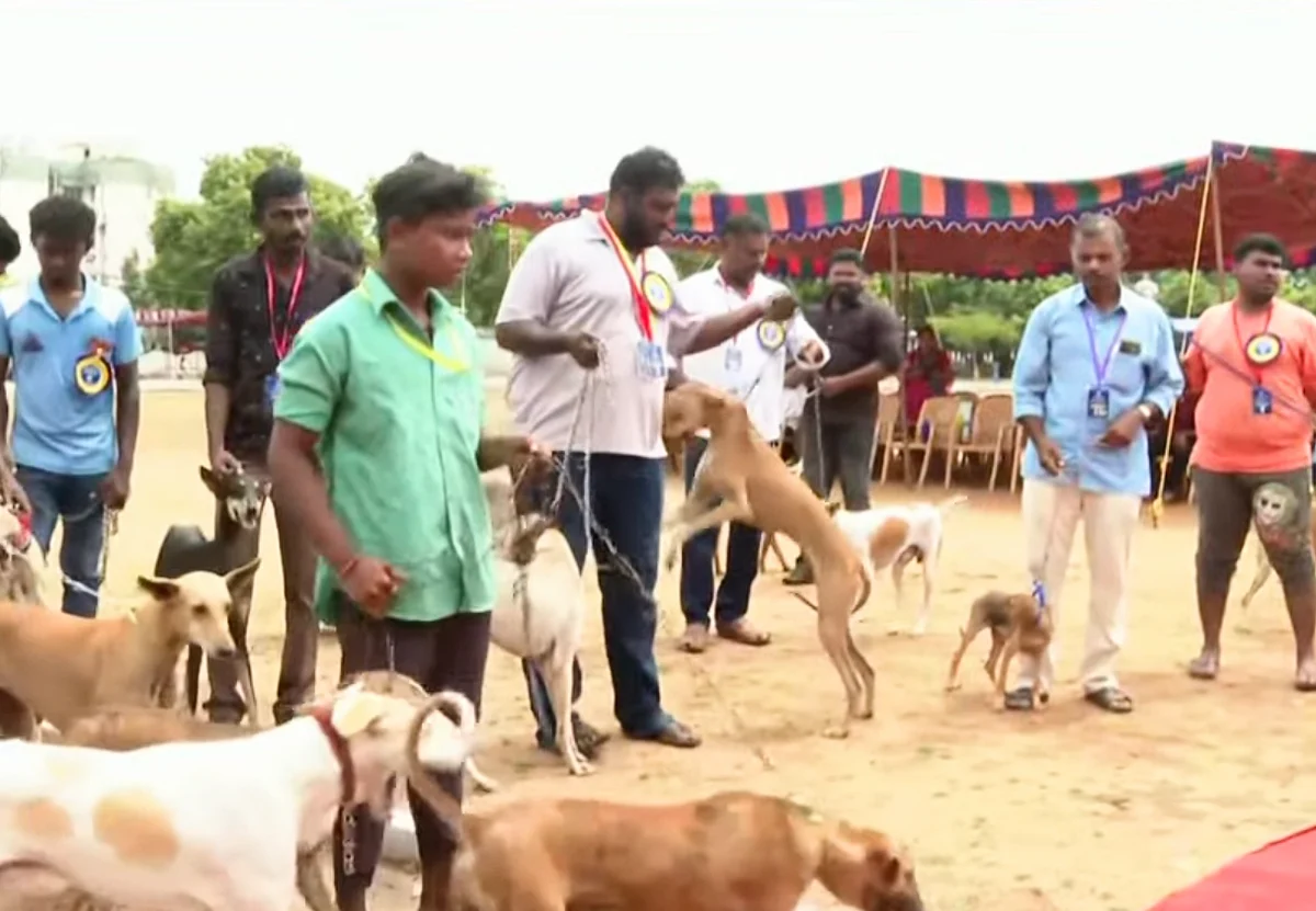 நாட்டு நாய்கள் கண்காட்சி