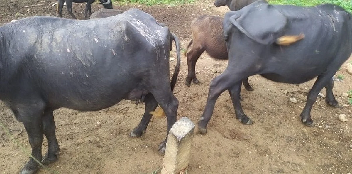 வேலி தாண்டிய 20 எருமை மாடுகள் மீது ஆசிட் வீச்சு: தோட்டத்து உரிமையாளர் மீது பாய்ந்தது வழக்கு