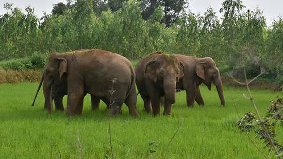 மத்திய பிரதேச புலிகளை பாதுகாப்பதற்கு 5 கர்நாடக யானைகள்: வனத்துறை நடவடிக்கை