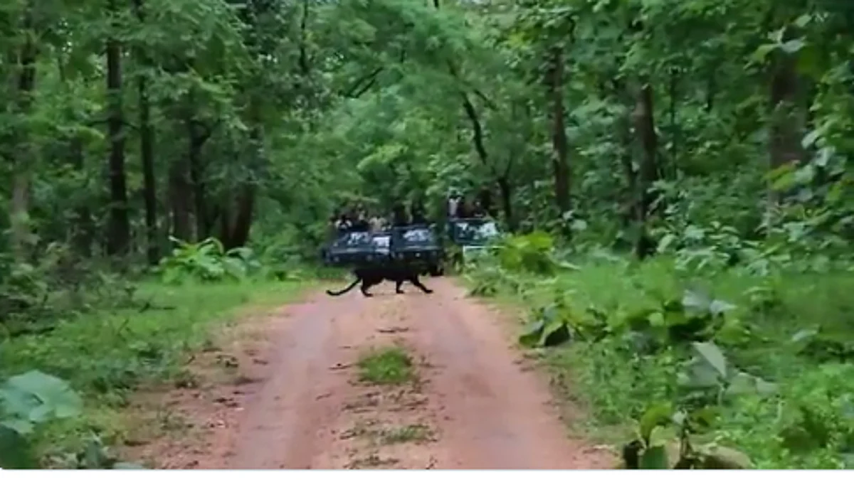 சத்தமே இல்லாமல் சாலையைக் கடந்த கருஞ்சிறுத்தை; ஷாக்கான சுற்றுலா பயணிகள்: வைரல் வீடியோ