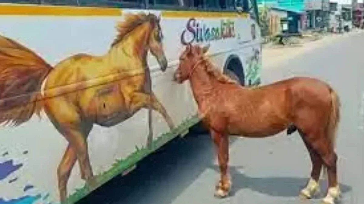 பஸ்சில் வரையப்பட்ட குதிரை ஓவியம்; பாசமழை பொழிந்த குதிரைக்குட்டி: வைரலாகும் வீடியோ