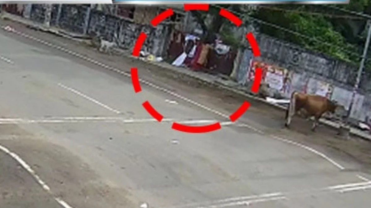 சென்னையில் மோடி போஸ்டர் மீது சாணி வீச்சு: சிசிடிவியால் சிக்கிய பெண் கைது