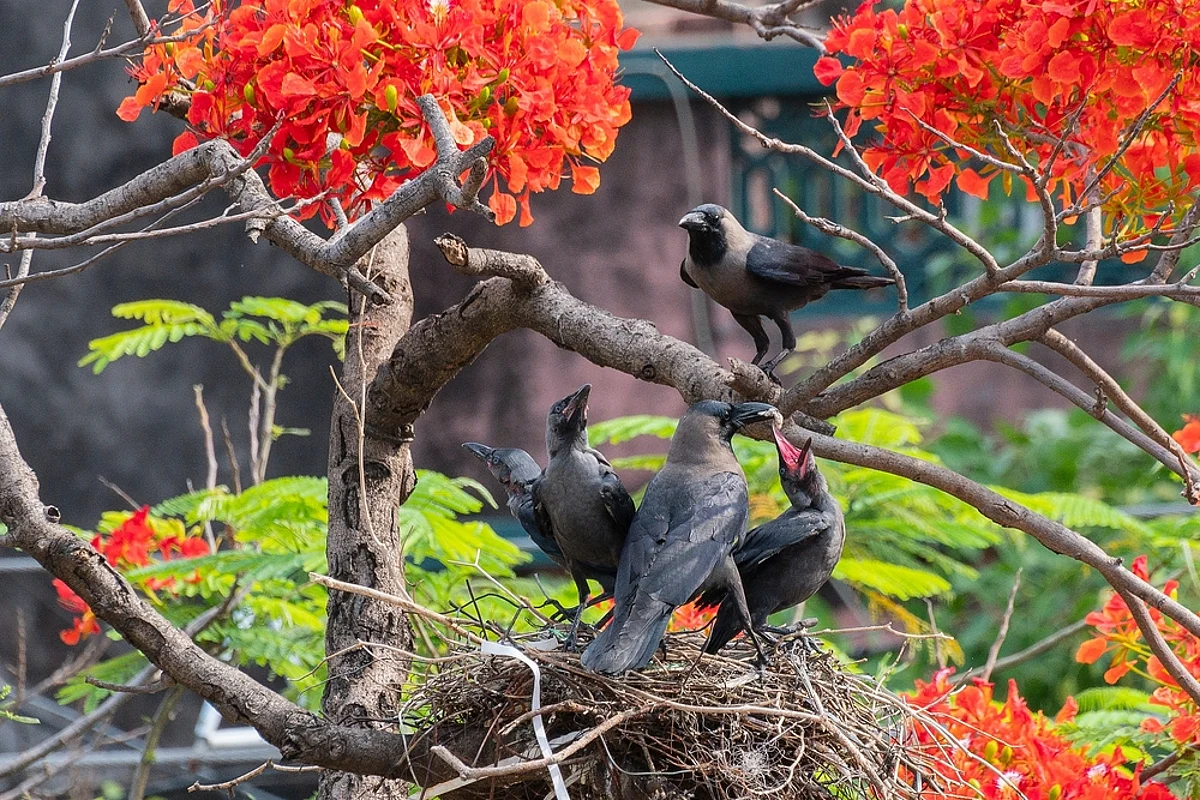 காக்கா கூட்டத்தைப் பாருங்க!
