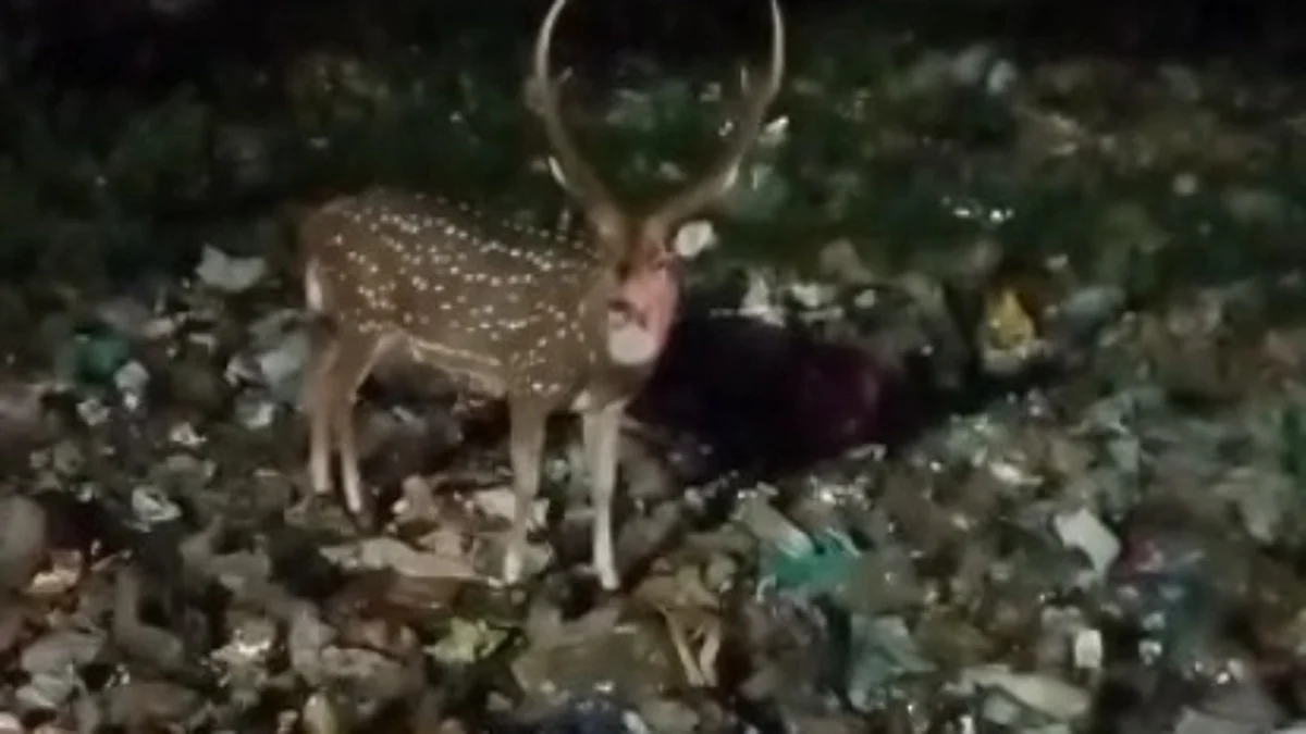 குப்பைமேட்டில் இரைதேடும் மான்: வைரல் வீடியோவால் வனத்துறை அதிர்ச்சி