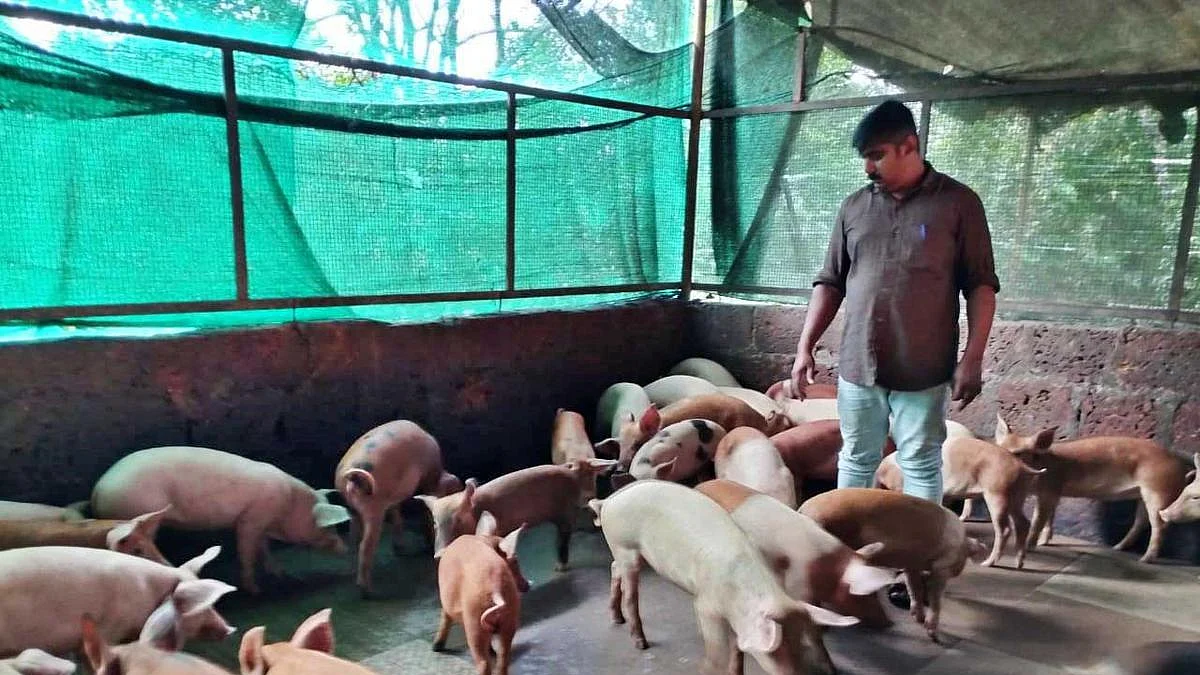 கேரளத்தில் பரவும் ஆப்பிரிக்க பன்றிக் காய்ச்சல்: மனிதர்களுக்கு ஆபத்தை ஏற்படுத்துமா?