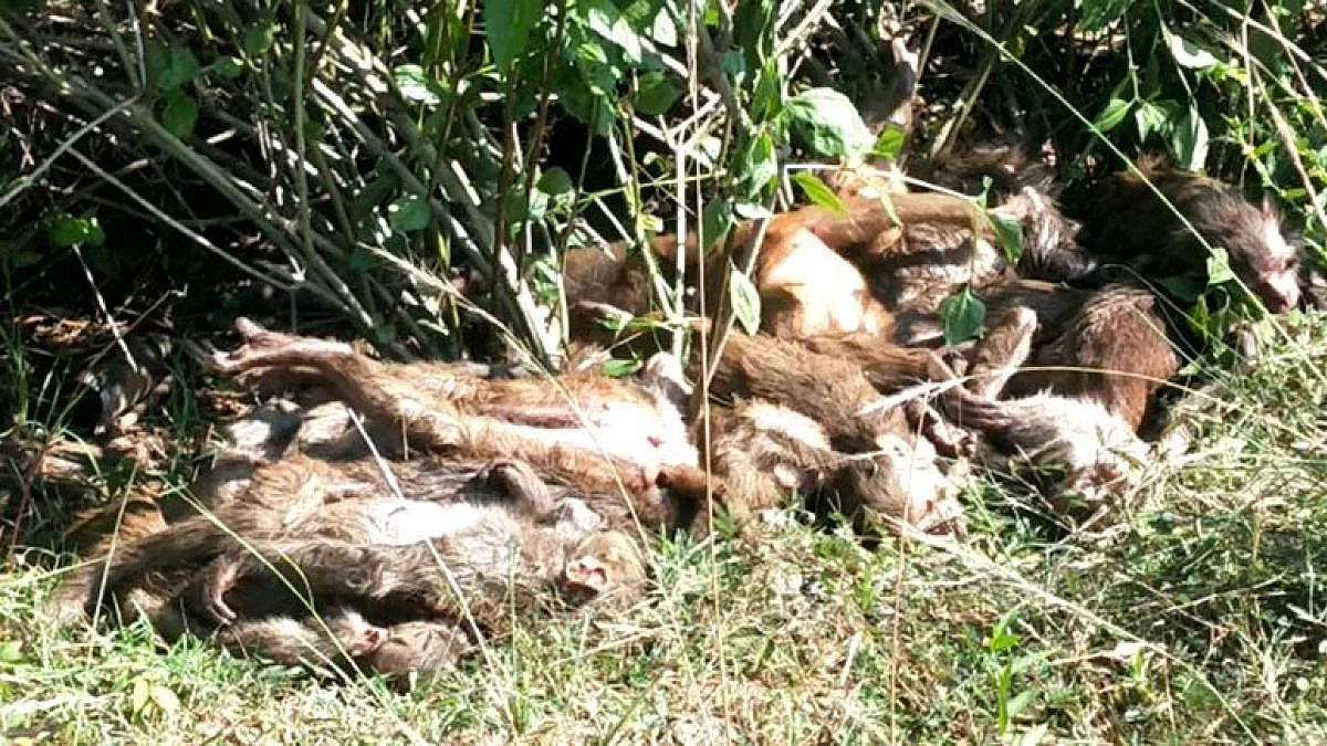 ஆந்திராவில் கூட்டம் கூட்டமாக கொல்லப்பட்ட குரங்குகள்: பின்னணியில் ஒடிசாவினரா?