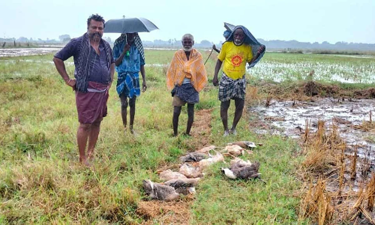 இடி விழுந்த அதிர்ச்சியில் கொத்தாக உயிரிழந்த வாத்துகள்: அம்பாசமுத்திரத்தில் பரிதாபம்