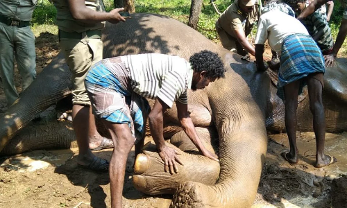 பிரியாமல் சுற்றிசுற்றி வந்த யானைக் கூட்டம்; முதலுதவி அளித்த வனத்துறையினர்: பெண் யானை உயிரிழந்த சோகம்