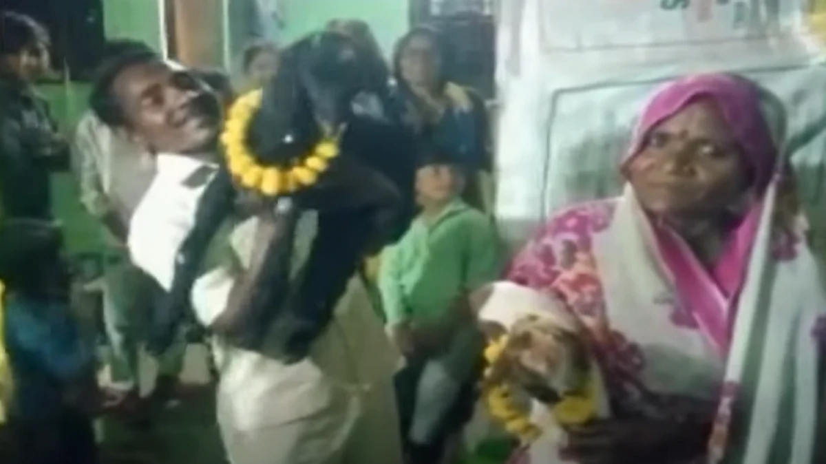 ஆட்டுக்குட்டிகளுக்கு பிறந்தநாள் விழா: குழந்தையில்லா தம்பதியரின் நெகிழ்ச்சி