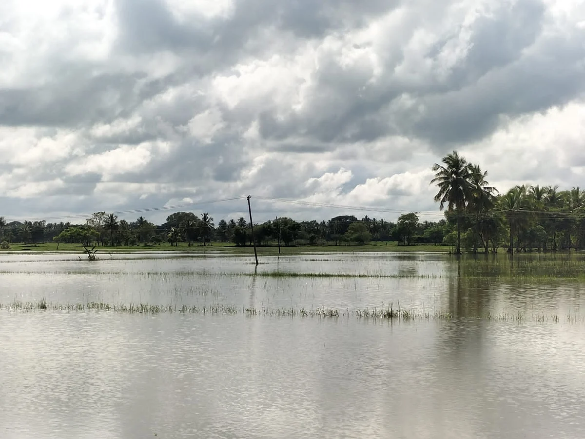 மூழ்கிக் கிடைக்கும் பயிர்கள்