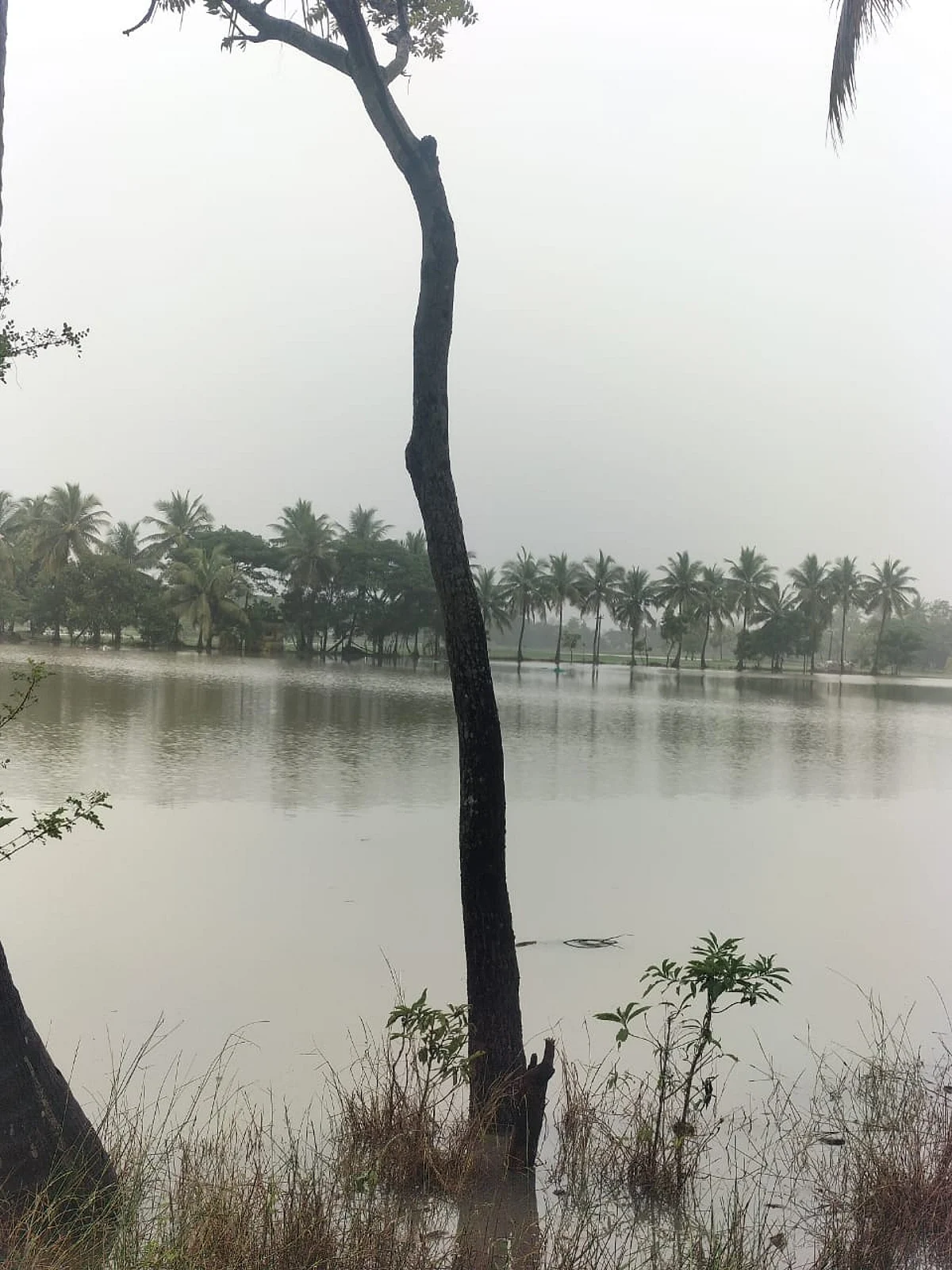 கொள்ளிடம் ஒன்றியம் புளியந்துறை கிராமத்தில் நீரில் மூழ்கிக் கிடக்கும் சம்பா பயிர்கள்