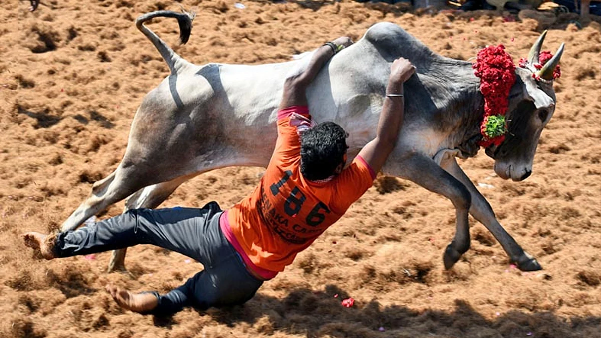 ஜல்லிக்கட்டு