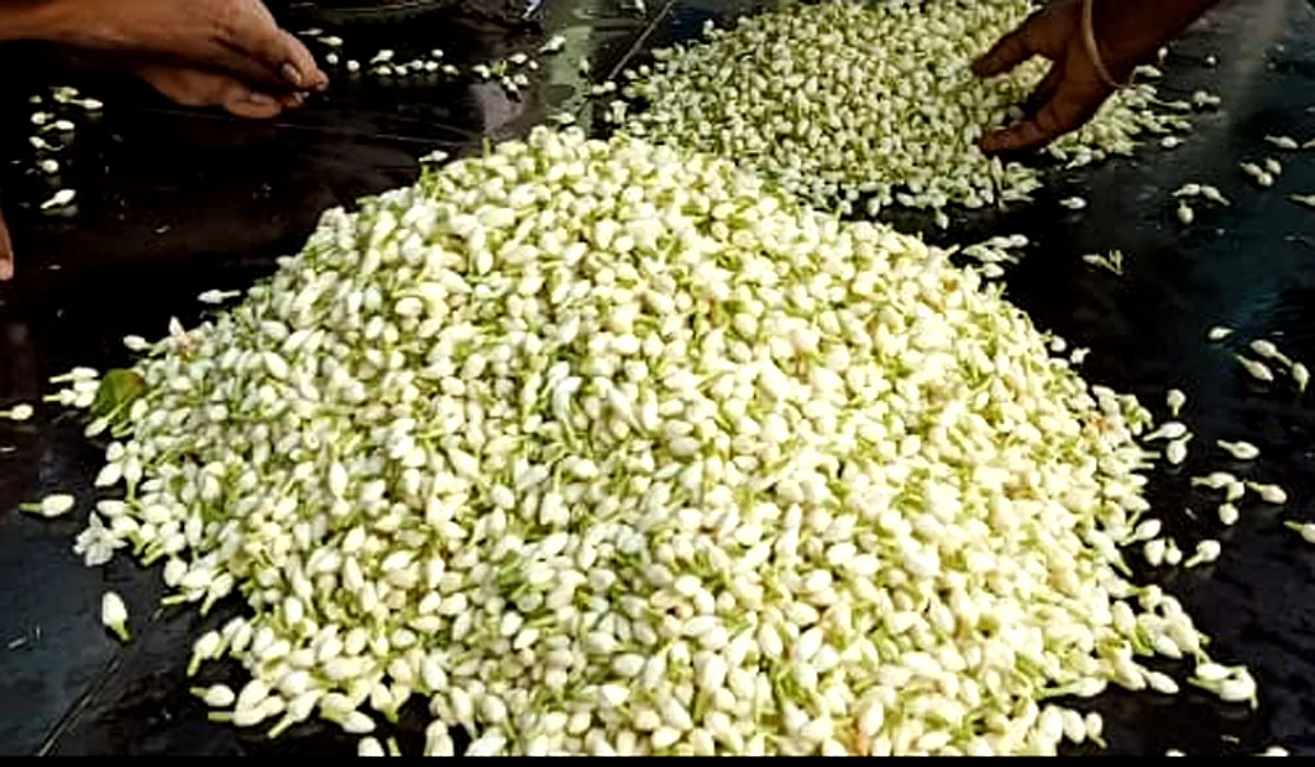 நாளை கிறிஸ்துமஸ் பண்டிகை: இன்றே உயர்ந்தது மல்லிகைப்பூ விலை