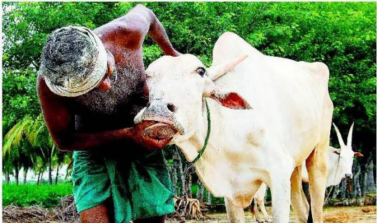 சித்த மருத்துவத்திலேயே கோமாரியை குணப்படுத்தலாம்: யோசனை சொல்லுகிறார் மருத்துவர் புகழேந்தி