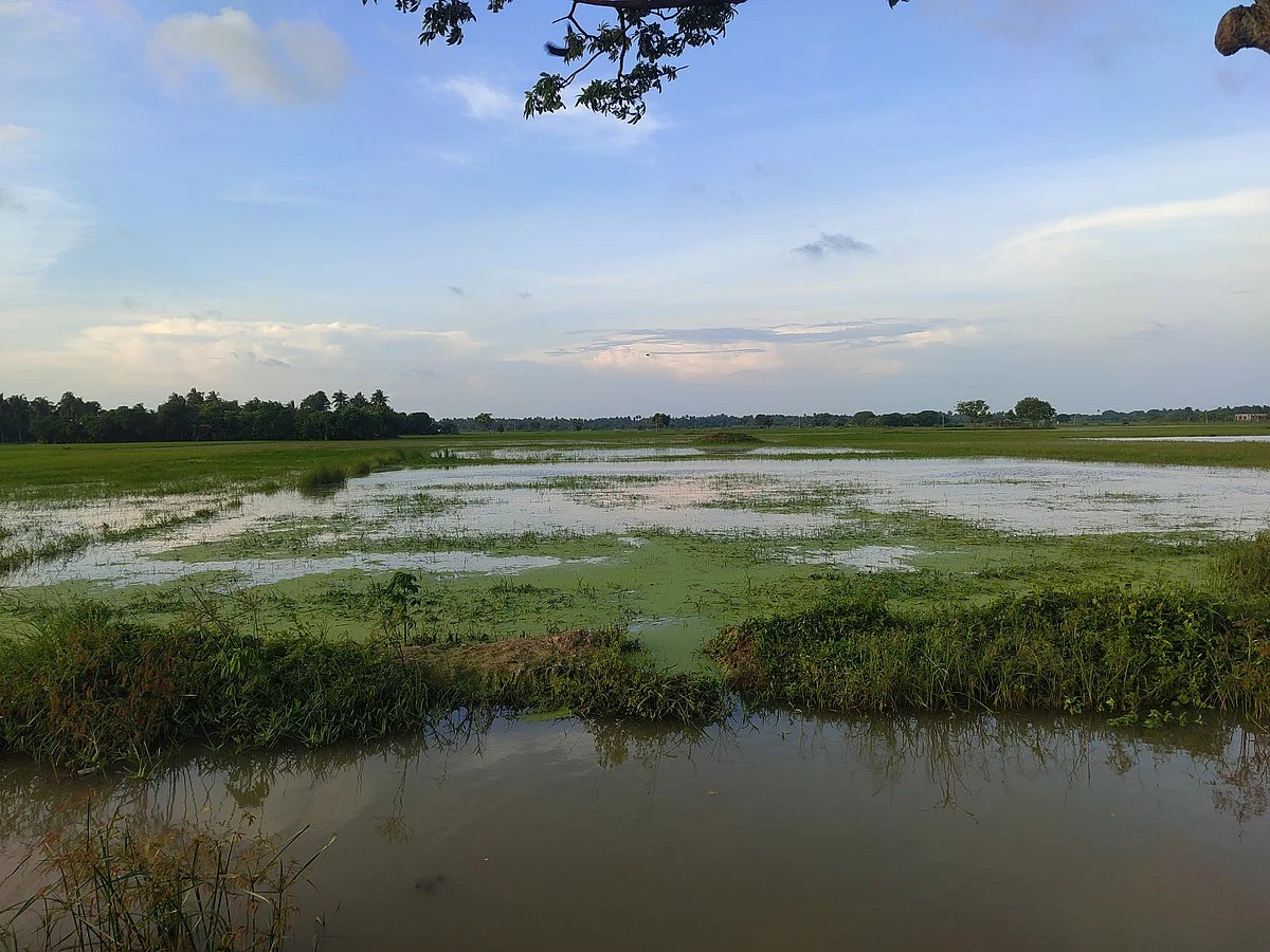 ஹெக்டேருக்கு 13,500 நிவாரணம்: மயிலாடுதுறை மாவட்ட ஆட்சியர் தகவல்
