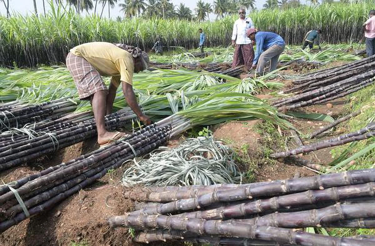பொங்கல் தொகுப்புடன் முழு கரும்பு வழங்கப்படும்: முதல்வர் ஸ்டாலின் உத்தரவு