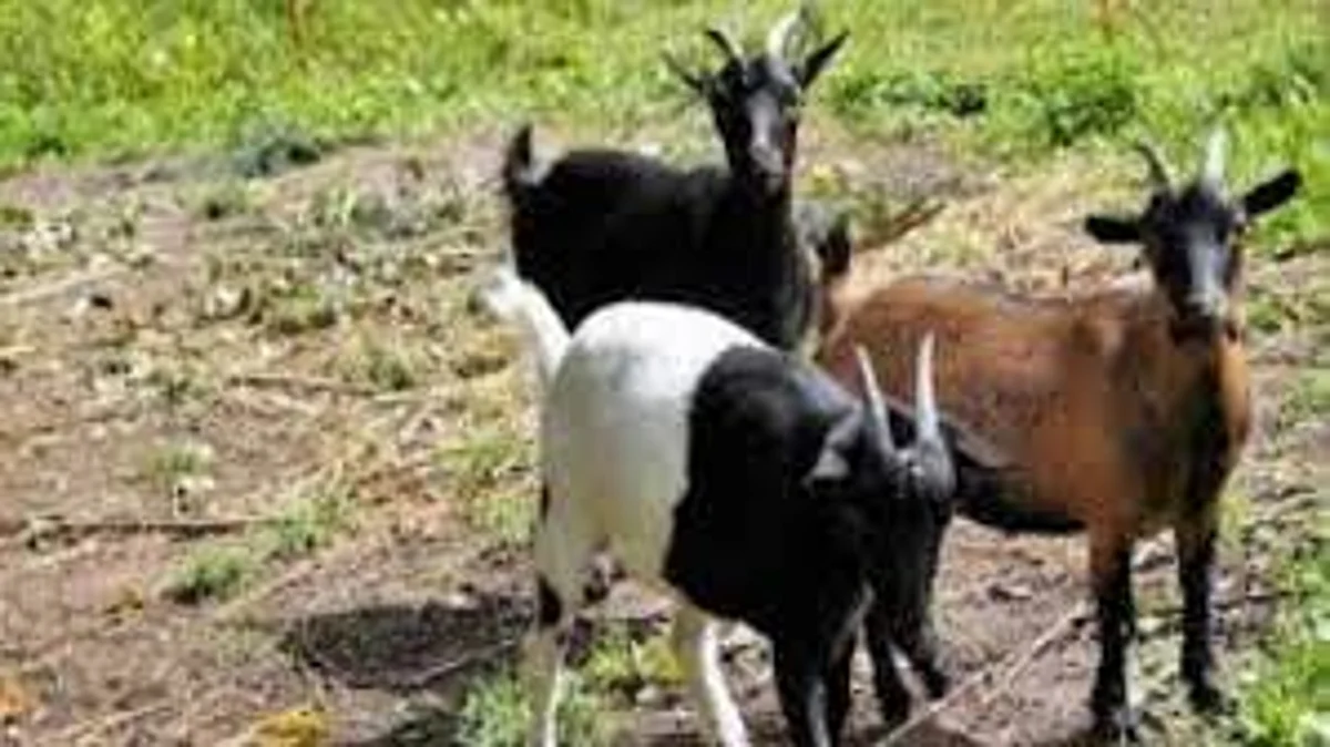 அடுத்தடுத்து உயிரிழந்த ஆடுகள்: முன்விரோதத்தால் விஷம் வைத்துக் கொன்ற வாலிபர் கைது