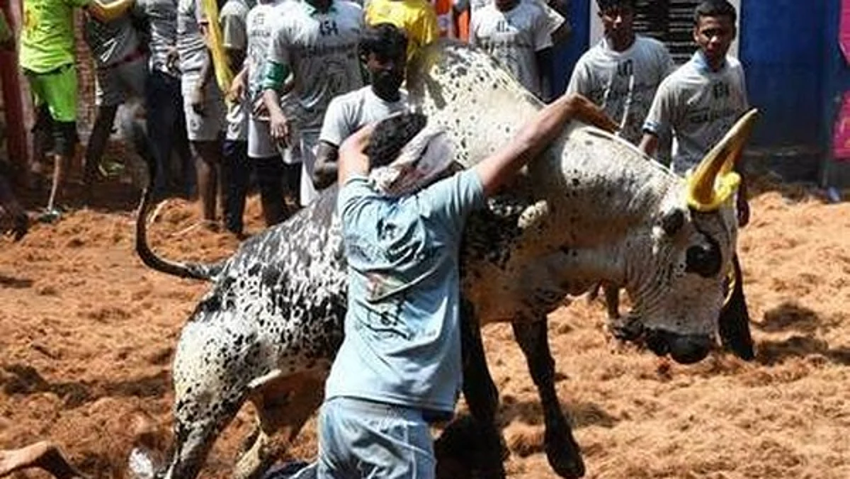 ஜல்லிக்கட்டுப் போட்டிகளுக்கான வழிகாட்டு நெறிமுறைகளை வெளியிட்டது தமிழக அரசு!