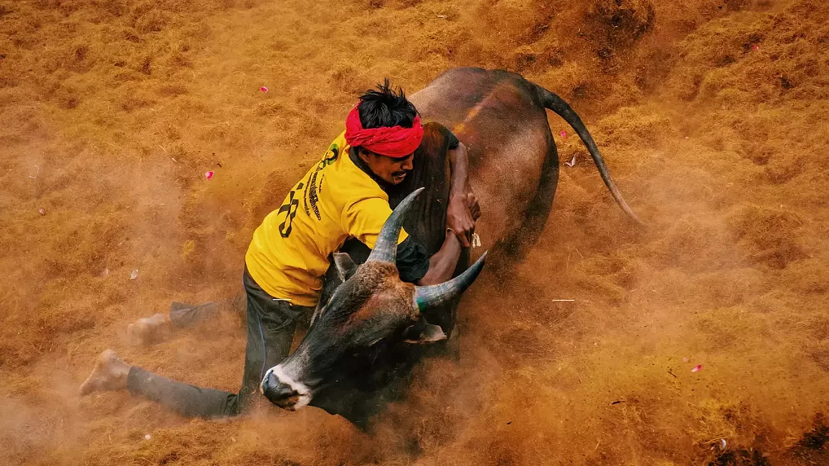 அனுமதி பெற்றுள்ள இடங்களில் மட்டுமே ஜல்லிக்கட்டு - திருச்சி ஆட்சியர் அறிவிப்பு