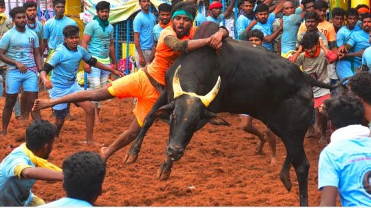 ஜல்லிக்கட்டுக்கு அனுமதி மறுப்பு: தச்சங்குறிச்சியில் சாலையில் படுத்து மக்கள் போராட்டம்