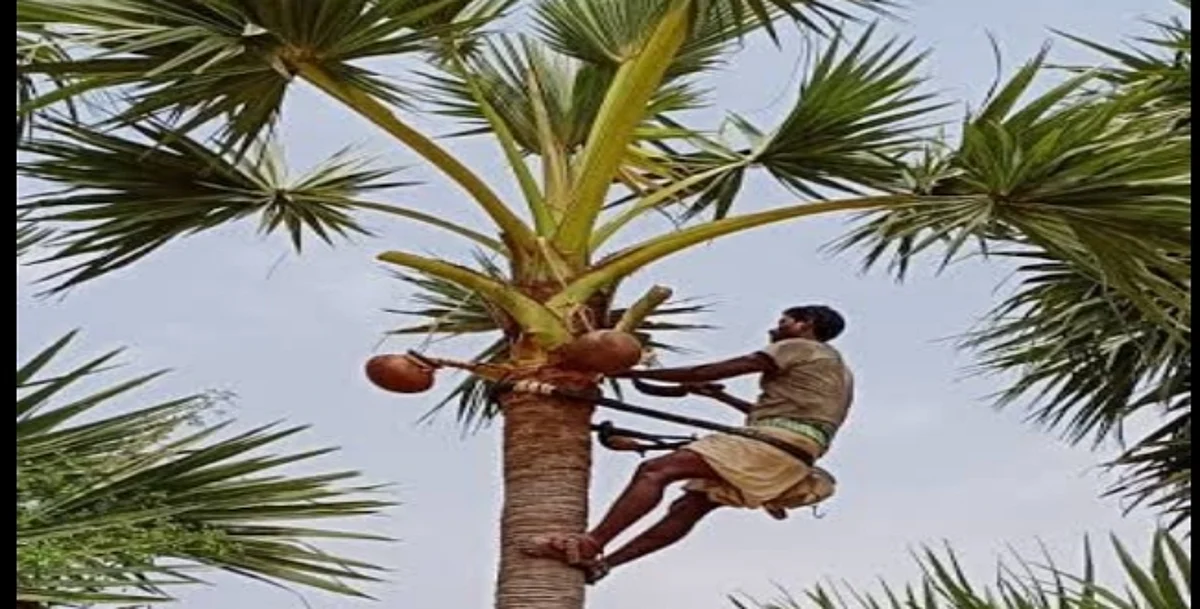 தமிழ்நாடு முழுவதும் நாளை கள் இறக்கி விற்கும் போராட்டம்: பனையேறிகள் பாதுகாப்பு இயக்கம் அறிவிப்பு