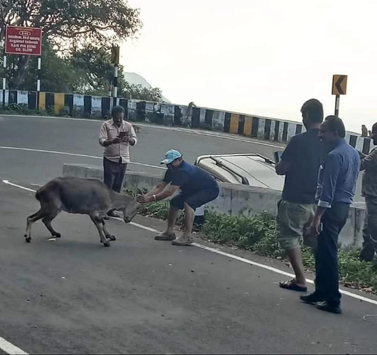 வரையாட்டை துன்புறுத்தி மகிழ்ந்த கேரள இளைஞர்கள்: போட்டாவை வைத்து வளைத்தது வனத்துறை