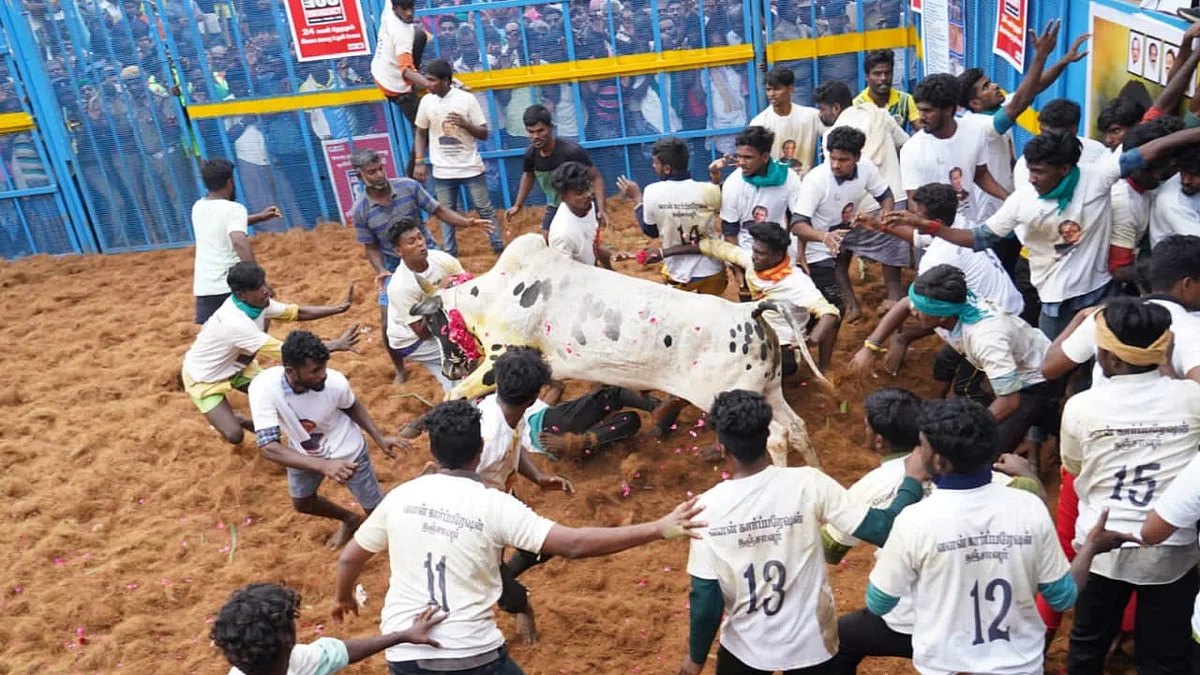 485 காளைகள் திறப்பு, 70 பேர் காயம்: நிறைவுற்றது தச்சங்குறிச்சி ஜல்லிக்கட்டு