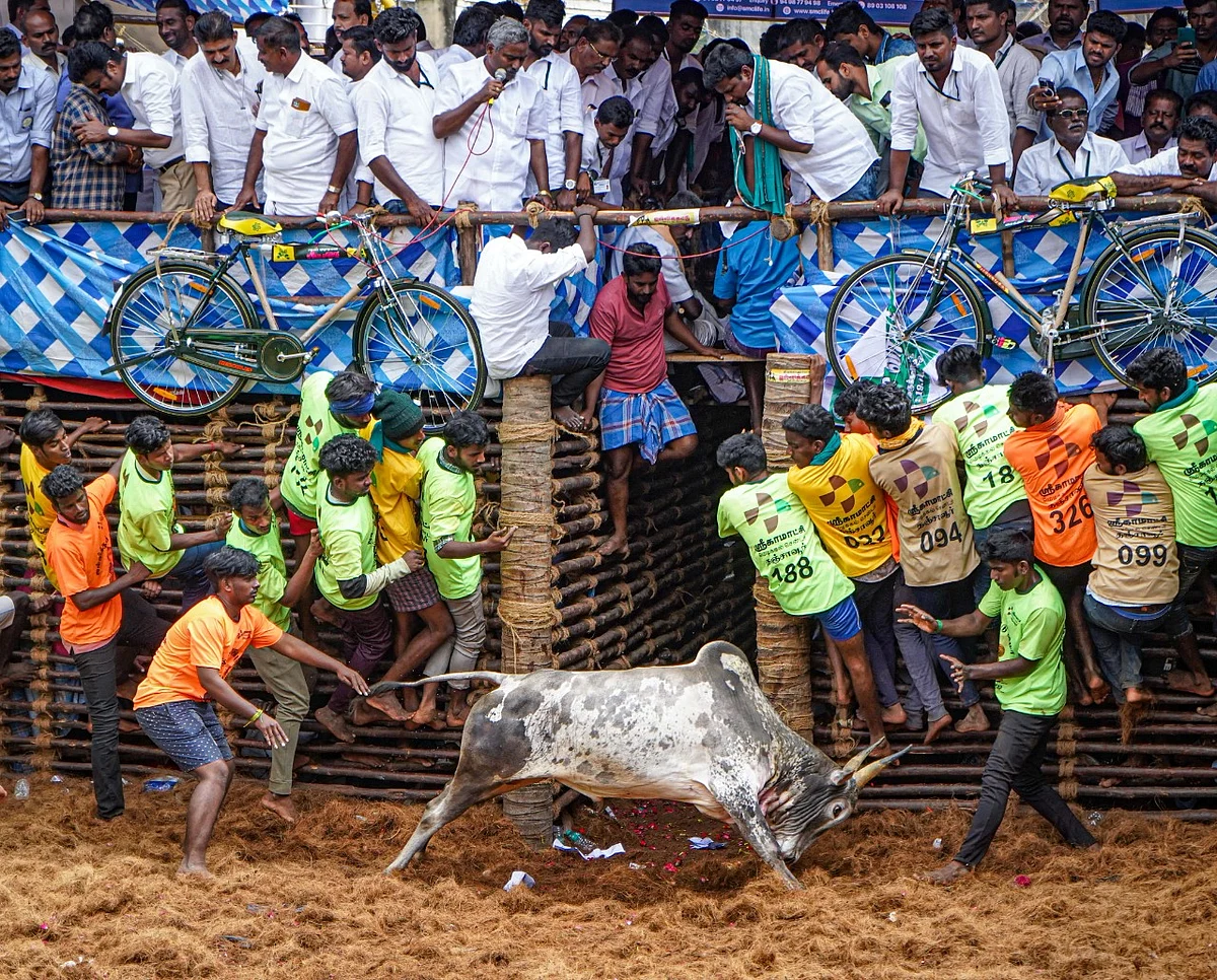 திருவிழா போன்று நடைபெற்ற திருக்கானூர்பட்டி ஜல்லிக்கட்டு!